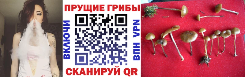 Псилоцибиновые грибы ЛСД ОМГ ОМГ tor Орлов